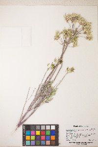 Lomatium macrocarpum image