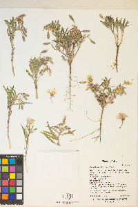 Oenothera albicaulis image