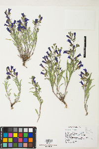 Penstemon kingii image