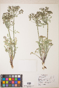 Lomatium macrocarpum image