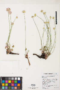 Eriogonum nudum var. scapigerum image