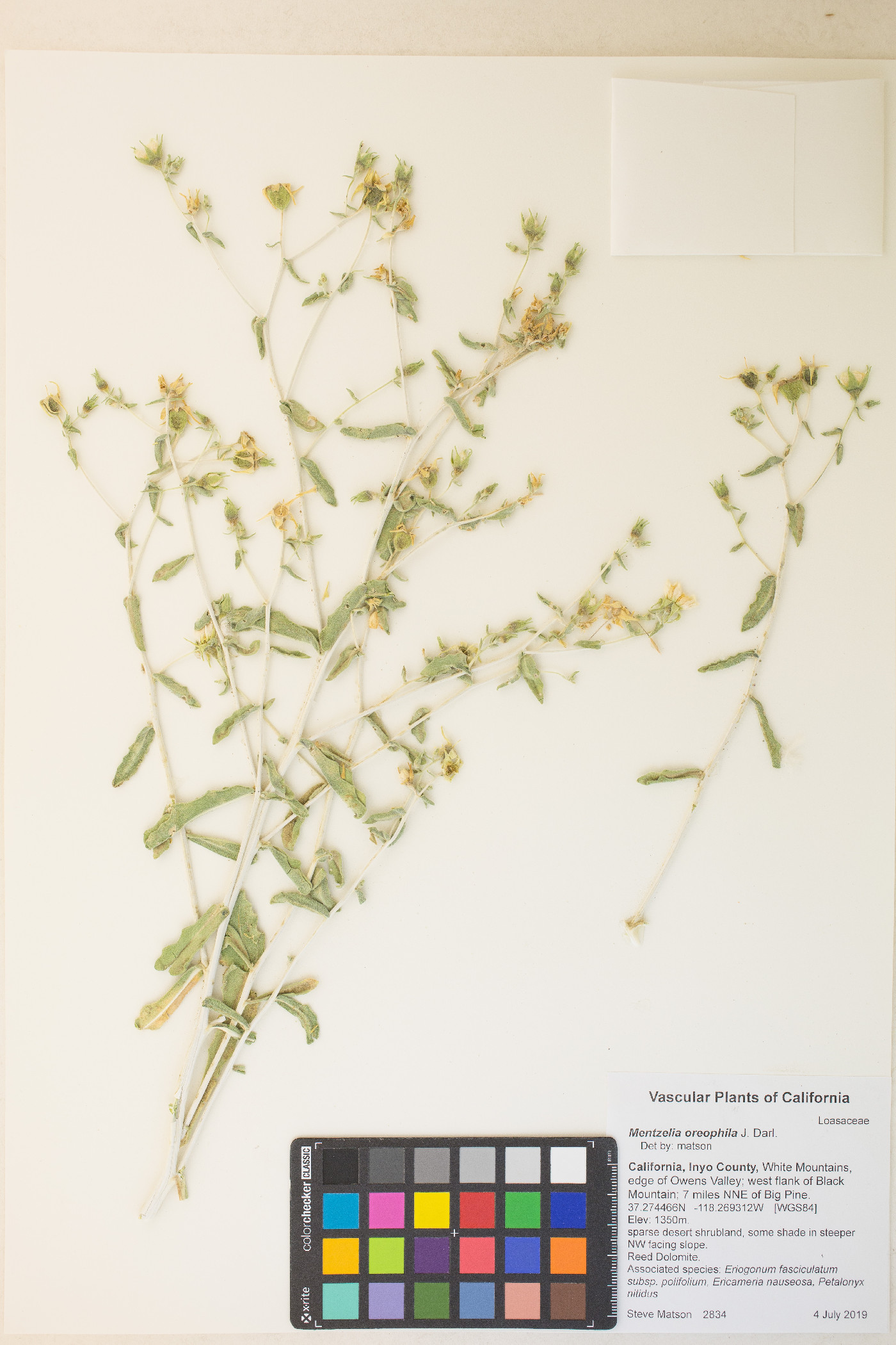 Mentzelia oreophila image