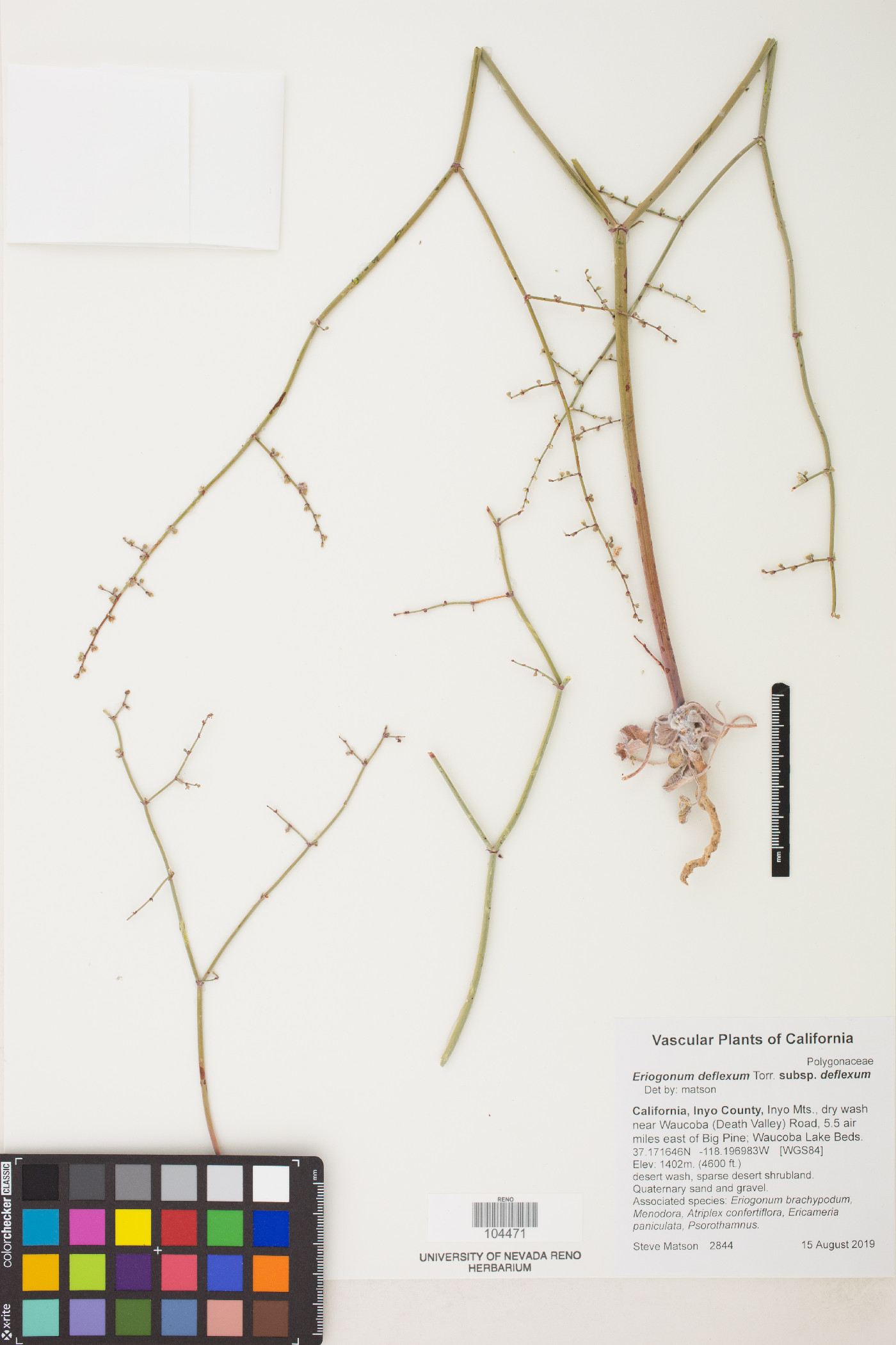 Eriogonum deflexum subsp. deflexum image