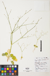 Eriogonum glandulosum image