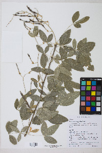 Laburnum anagyroides image