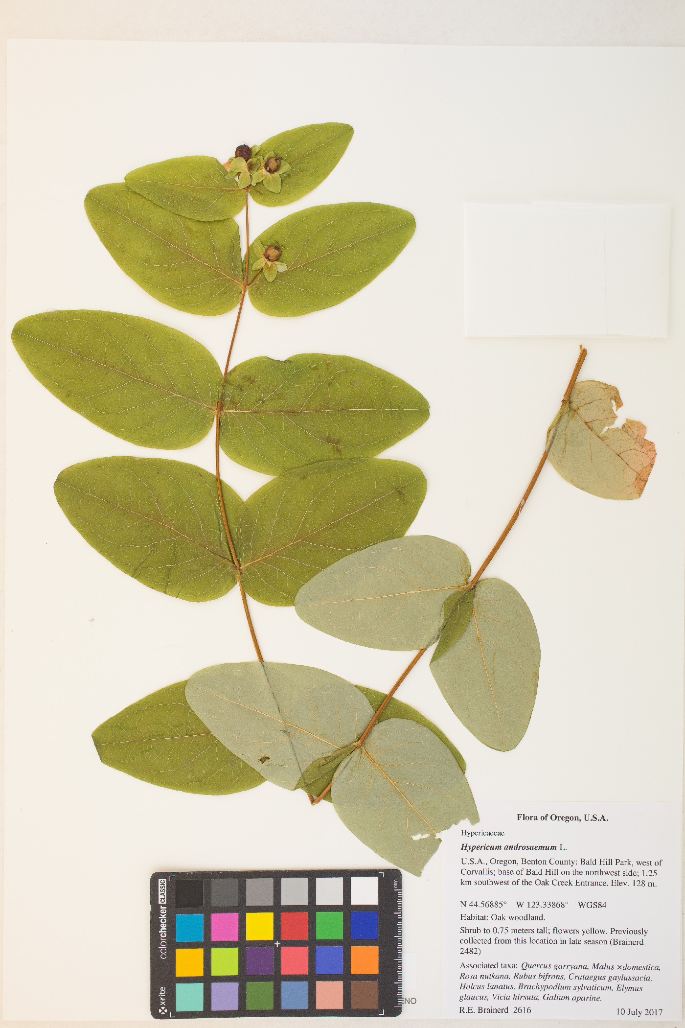 Hypericum androsaemum image