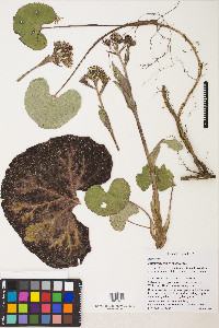 Petasites pyrenaicus image