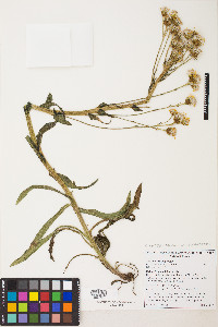 Senecio integerrimus image