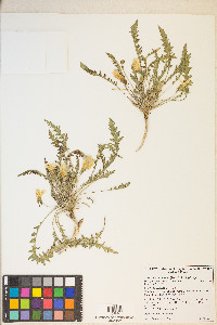 Taraxia tanacetifolia image