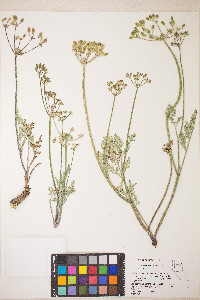 Lomatium nevadense var. nevadense image