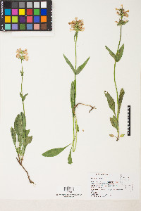 Penstemon pratensis image