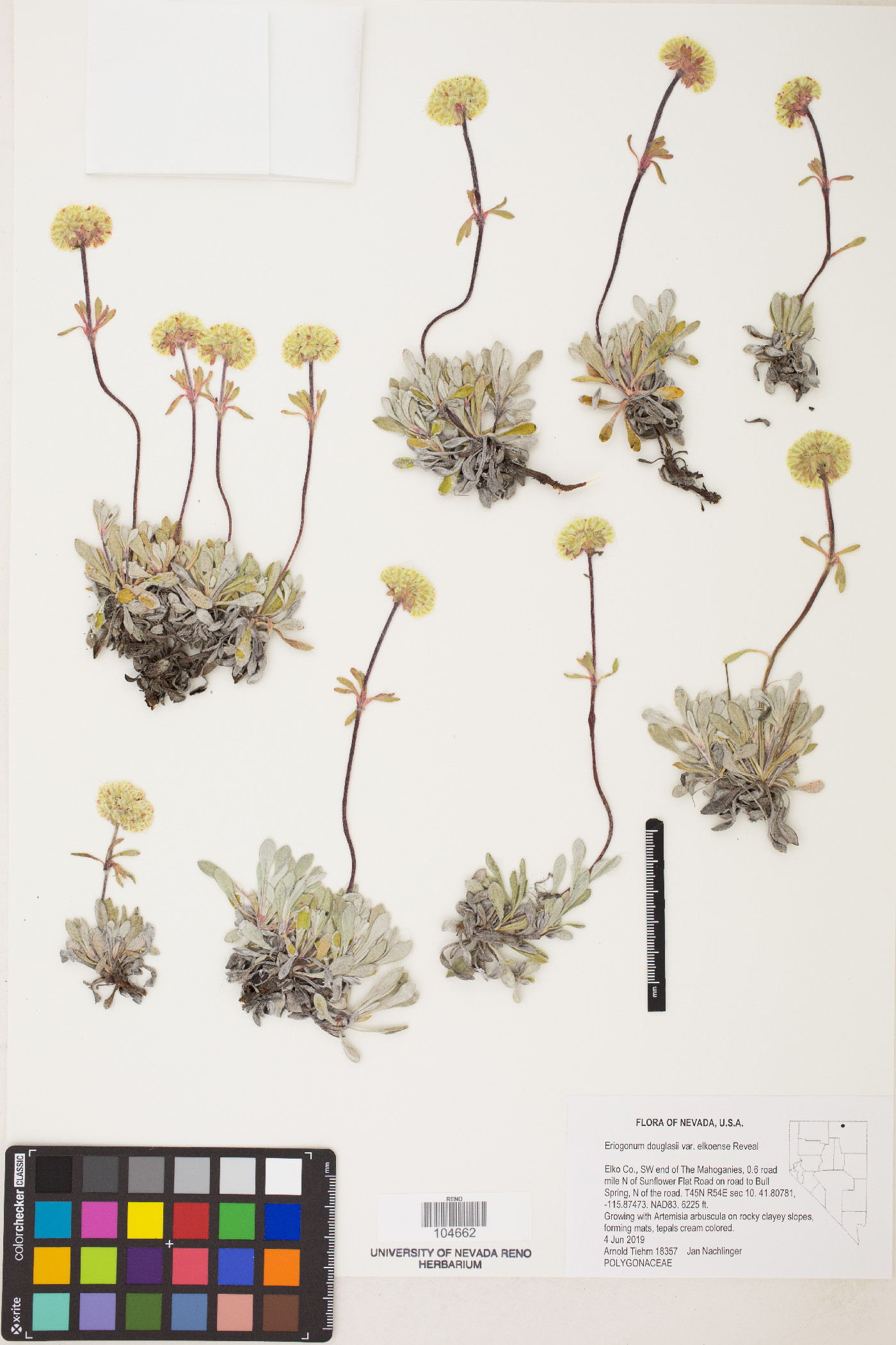 Eriogonum douglasii var. elkoense image