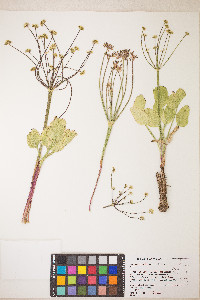 Lomatium nudicaule image