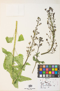 Scrophularia lanceolata image