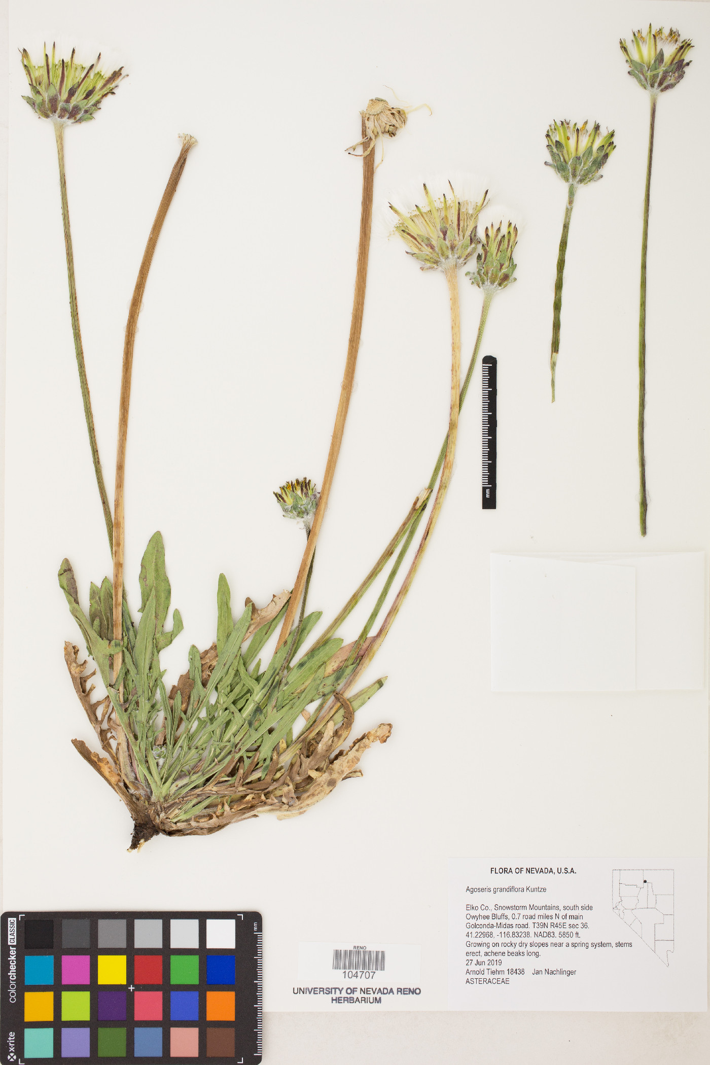 Agoseris grandiflora image