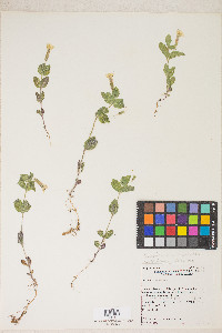 Erythranthe moschata image