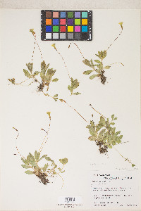 Erythranthe primuloides image