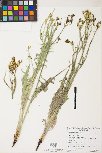 Crepis acuminata image