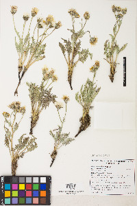 Crepis modocensis var. modocensis image