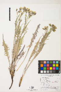 Crepis intermedia image