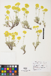 Eriogonum sphaerocephalum var. sphaerocephalum image