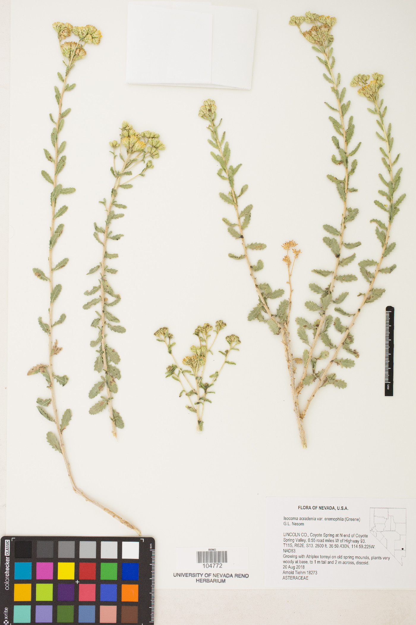 Isocoma acradenia var. eremophila image