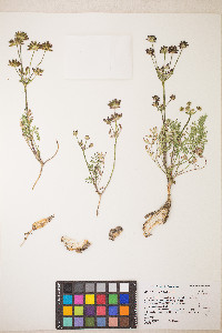 Lomatium cous image