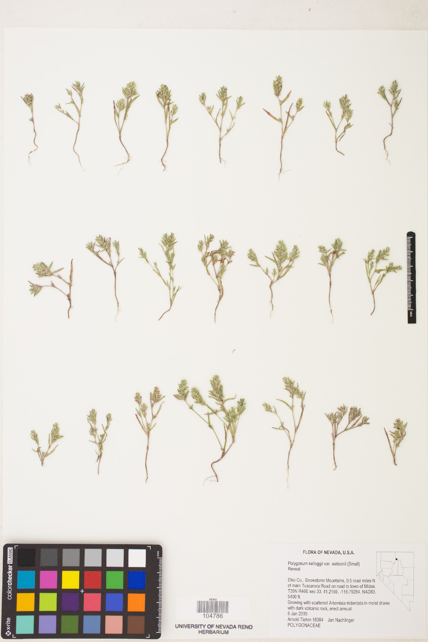 Polygonum polygaloides subsp. confertiflorum image