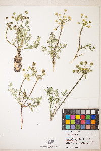 Lomatium cous image