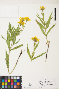 Arnica longifolia image