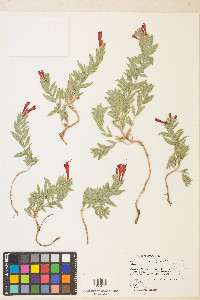 Epilobium canum image