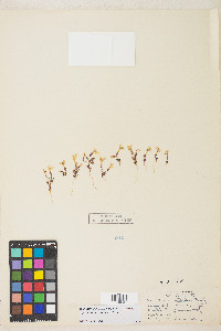 Erythranthe carsonensis image