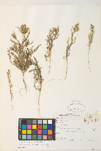 Mentzelia albicaulis image