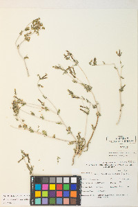 Mentzelia albicaulis image