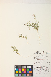 Mentzelia albicaulis image