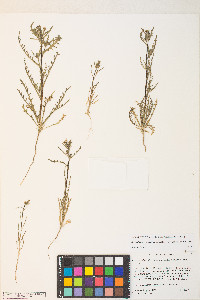 Mentzelia albicaulis image