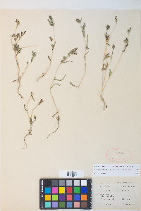 Mentzelia albicaulis image