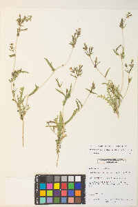 Mentzelia albicaulis image