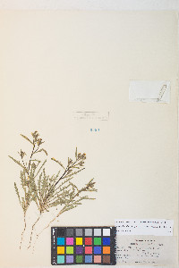 Mentzelia albicaulis image