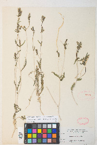 Mentzelia albicaulis image