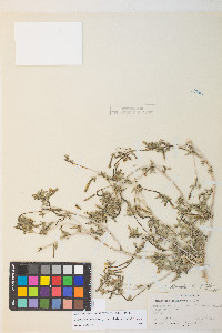 Mentzelia albicaulis image