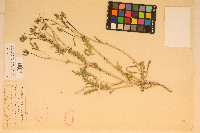 Mentzelia albicaulis image