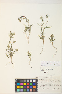 Mentzelia albicaulis image