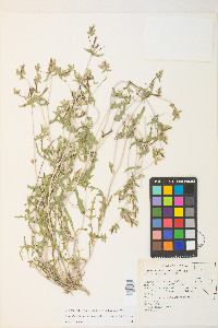 Mentzelia albicaulis image