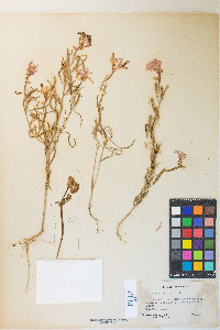Clarkia pulchella image
