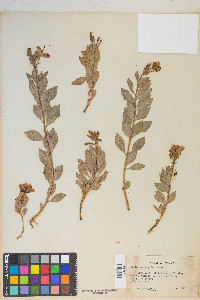 Epilobium rigidum image