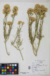 Ericameria nauseosa var. oreophila image