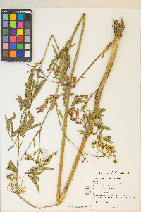 Cicuta maculata var. angustifolia image