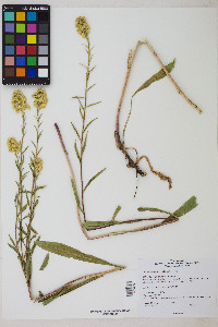 Solidago spectabilis image