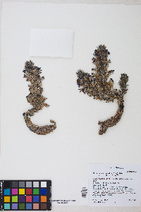 Orobanche cooperi subsp. cooperi image